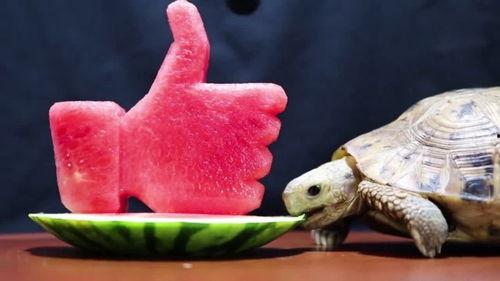 解压视频乌龟吃瓜,解压日常瞬间