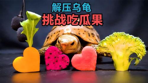 解压视频乌龟吃瓜,解压日常瞬间