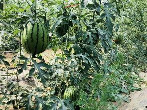 宾馆工作吃瓜,揭秘酒店员工的生活点滴