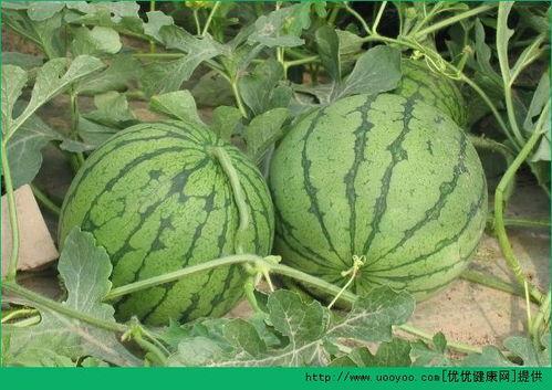 吃火银瓜的好处,神奇果实，养生保健的天然良药