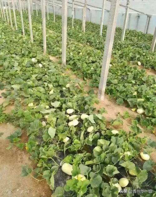 吃火银瓜的好处,神奇果实，养生保健的天然良药