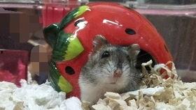 金丝熊吃茭瓜,茭瓜的诱惑之旅