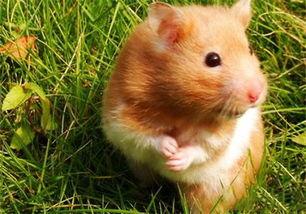 金丝熊吃茭瓜,茭瓜的诱惑之旅