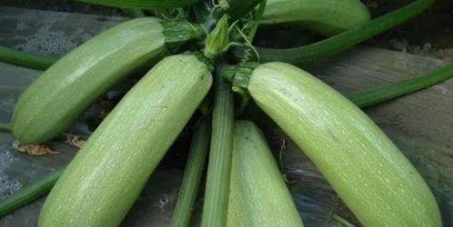 北瓜是什么瓜怎么吃,揭秘其身份与多样食用方法