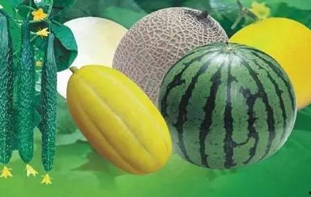 北瓜是什么瓜怎么吃,揭秘其身份与多样食用方法