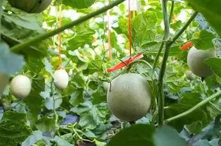 吃网纹瓜恶心,网纹瓜引发恶心的奇妙体验揭秘