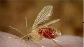 吃瓜吃出虫子恶心