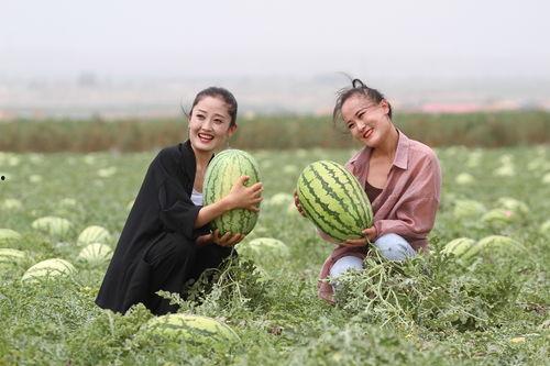 宁夏的吃瓜群众,揭秘当地独特美食文化