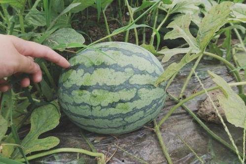 最近有瓜可以吃,揭秘明星幕后故事