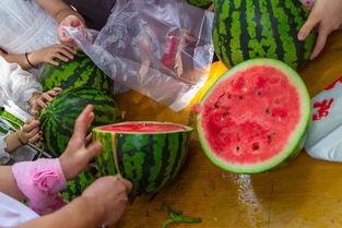 吃瓜就来瓜园的视频