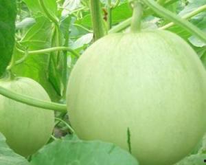 女人怀孕吃瓜,孕妇吃瓜的奥秘与益处