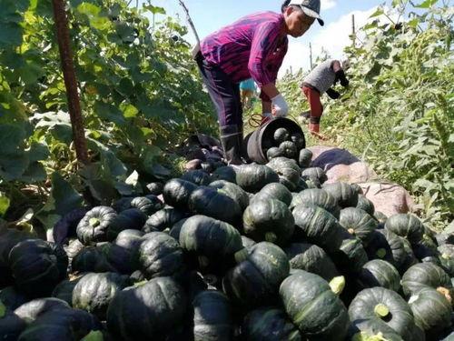 减脂期贝贝瓜怎么吃