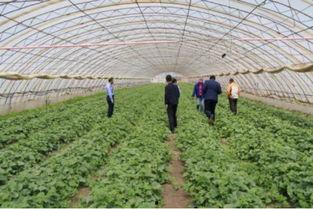 丰收瓜心怎样吃