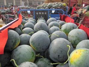 丰收瓜心怎样吃