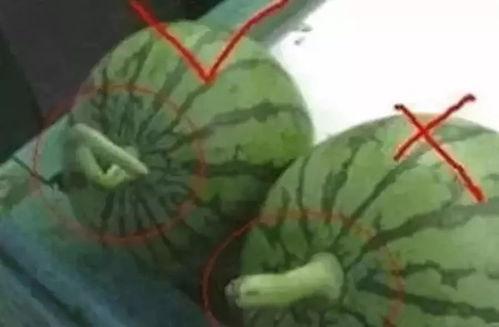 论吃瓜群,网络社交新现象背后的文化解读