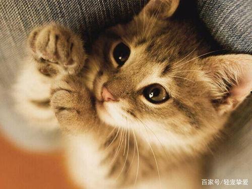 芋猫猫吃瓜,揭秘娱乐圈那些不为人知的幕后故事