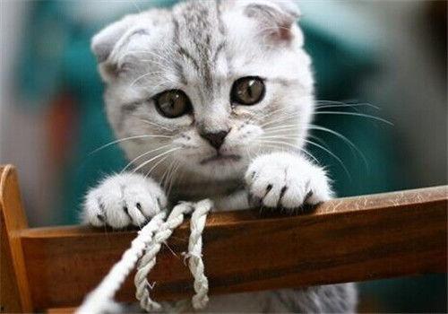 芋猫猫吃瓜,揭秘娱乐圈那些不为人知的幕后故事