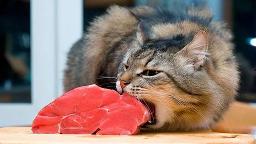 芋猫猫吃瓜,揭秘娱乐圈那些不为人知的幕后故事