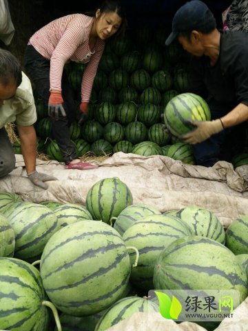 单县吃瓜新闻事件最新