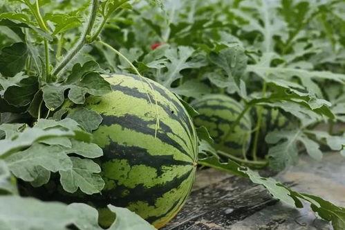 西瓜男孩怎么吃瓜,轻松解锁美味新境界