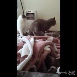 喵小咪 吃瓜群众