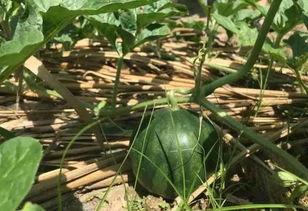 在高山吃瓜,挑战极限的味蕾之旅