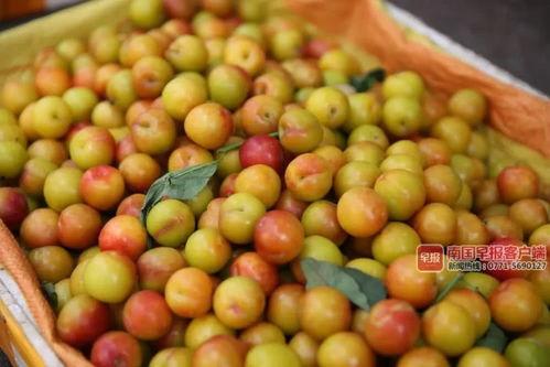 南宁吃瓜贴吧,揭秘本地热门事件背后的故事