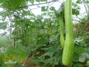 吃砍瓜竖屏,尽享夏日清凉美食之旅