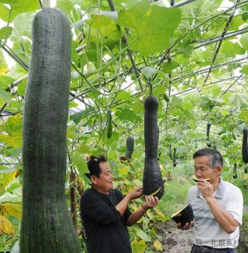 吃砍瓜竖屏,尽享夏日清凉美食之旅