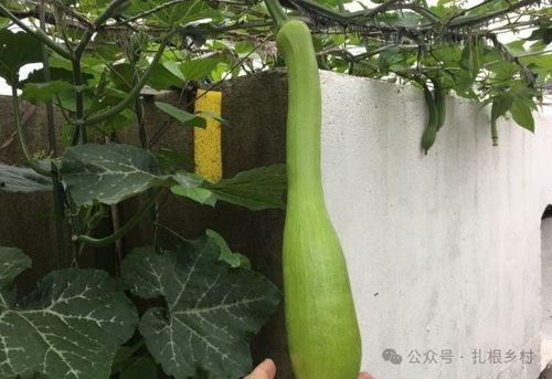 吃砍瓜竖屏,尽享夏日清凉美食之旅