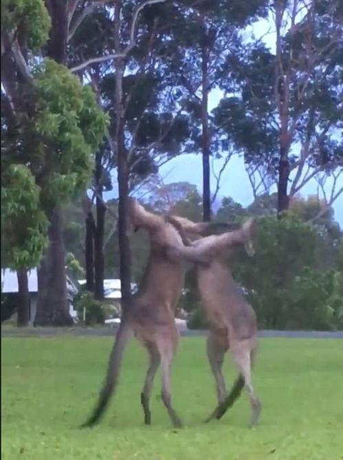 吃瓜群众打斗视频