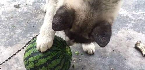 幼狗吃瓜,瓜果乐园的欢乐时光