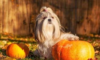 幼狗吃瓜,瓜果乐园的欢乐时光