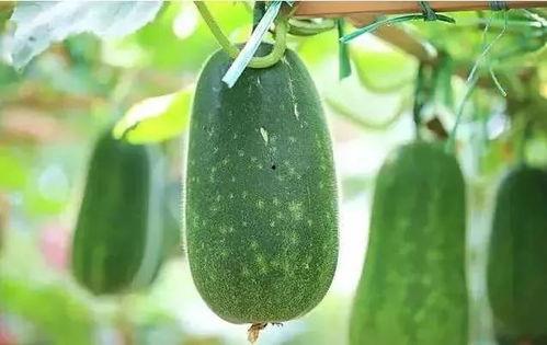 影后悔了 吃瓜,吃瓜群众揭秘幕后真相