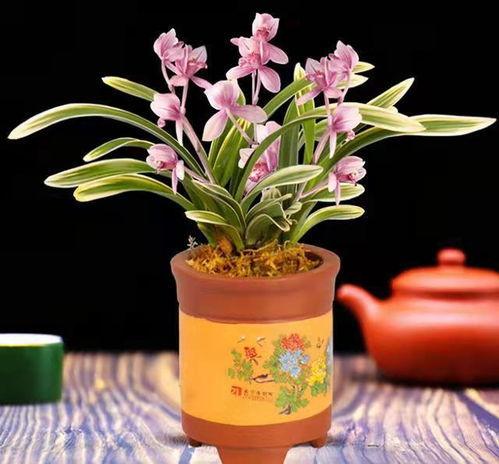 花花萌兰吃瓜,揭秘娱乐圈幕后真相