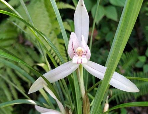 花花萌兰吃瓜,揭秘娱乐圈幕后真相