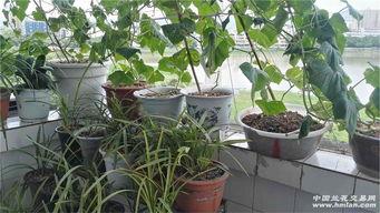 花花萌兰吃瓜,揭秘娱乐圈幕后真相