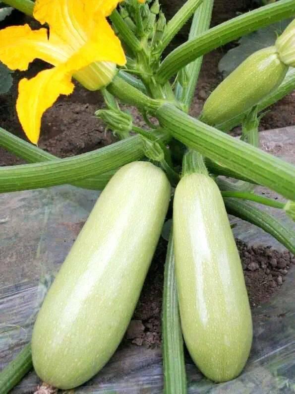 吃西葫芦瓜的配音,配音演绎舌尖上的诱惑