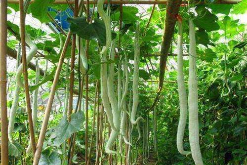 蛇瓜应该怎么吃,探索美味与营养的完美结合