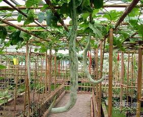 蛇瓜应该怎么吃,探索美味与营养的完美结合