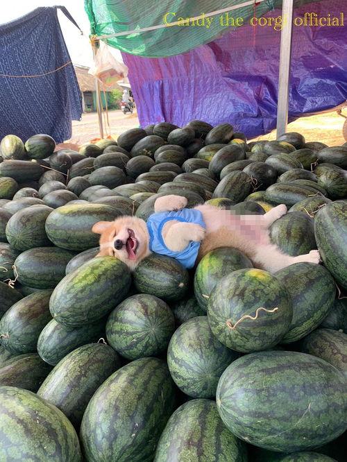 今日吃瓜图片,揭秘娱乐圈幕后风云