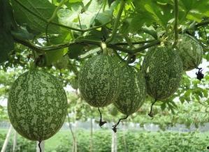 吃瓜行程图片,一场视觉盛宴的幕后故事