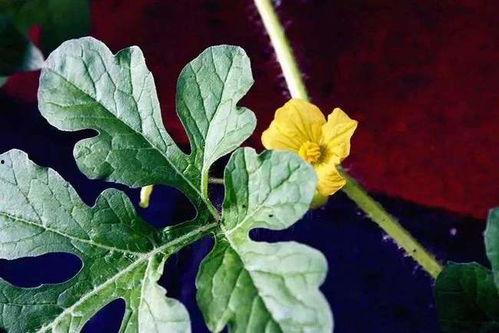 吃瓜就来瓜园的视频,跟随吃瓜就来瓜园视频，一探究竟