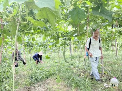 吃瓜就来瓜园的视频,跟随吃瓜就来瓜园视频，一探究竟